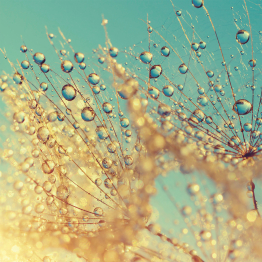 Интерьерная панель из стекла 500*600*6 мм MGF56_роса