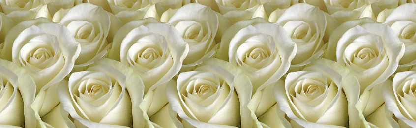 Кухонный фартук Белые розы 2000x600x1.5 мм глянец