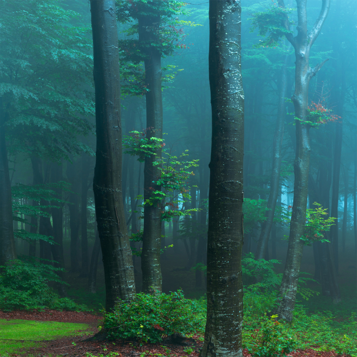 Стеновые панели/Фартуки, Интерьерная панель из стекла 500*600*6 мм MGF56_таинственный_лес