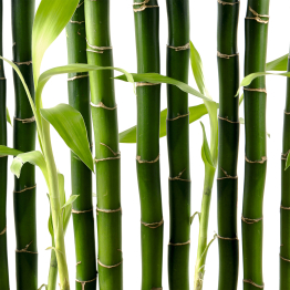 Интерьерная панель из стекла 500*600*6 мм MGF56_бамбук