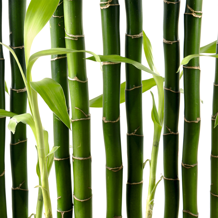 Стеновые панели, Интерьерная панель из стекла 500*600*6 мм MGF56_бамбук