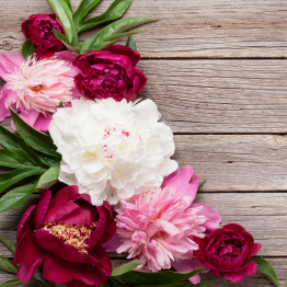 Интерьерная панель из стекла 500*600*6 мм MGF56_пионы