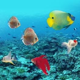 Интерьерная панель из стекла 500*600*6 мм MGF56_подводный_мир